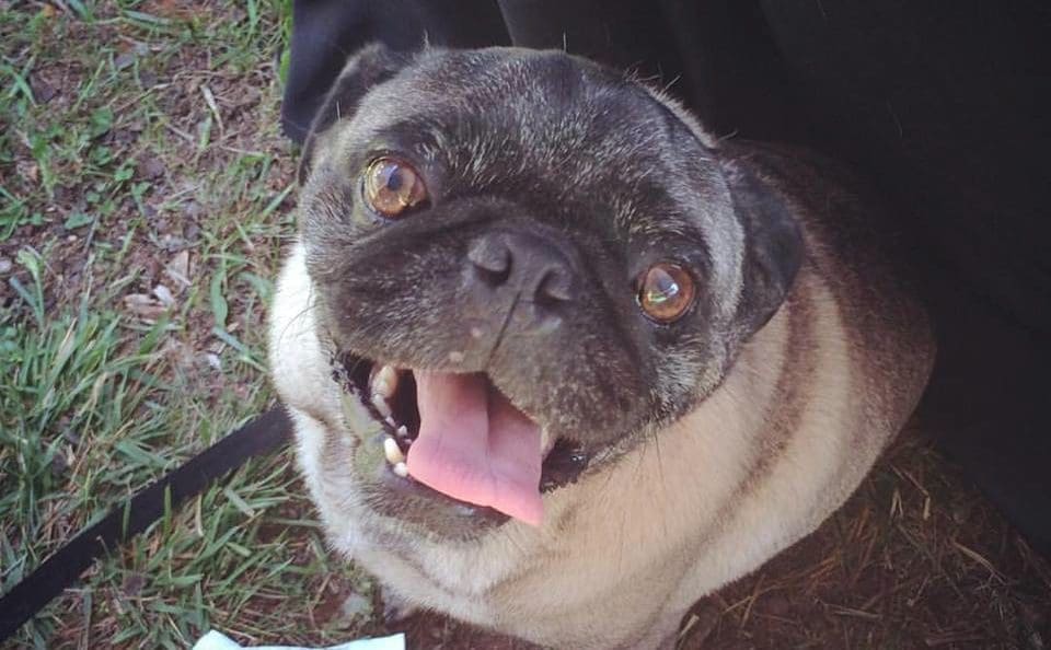 H.P. at the Pugs & Pals Picnic 2016!